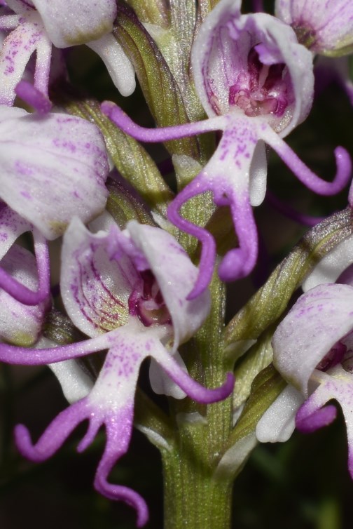 Orchidea da determinare